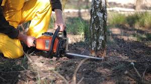 Best Stump Grinding and Removal  in Buckhorn, CA