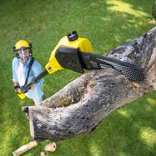 Best Tree Preservation Services  in Buckhorn, CA
