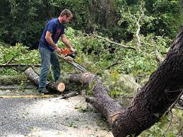Best Lot and Land Clearing  in Buckhorn, CA