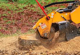 Best Leaf Removal  in Buckhorn, CA