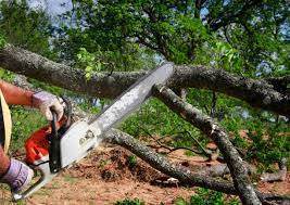 Best Lawn Watering Services  in Buckhorn, CA