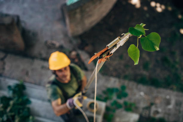 How Our Tree Care Process Works  in  Buckhorn, CA