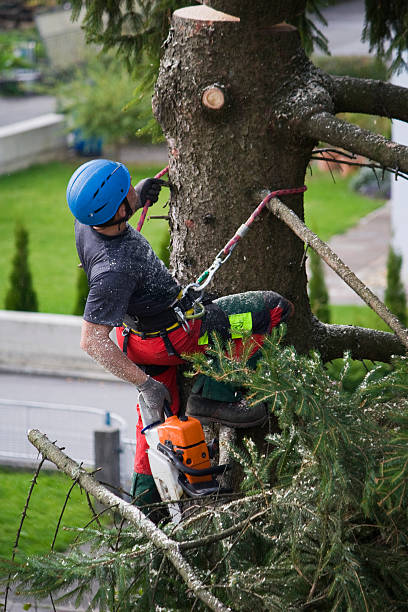  Buckhorn, CA Tree Removal Pros
