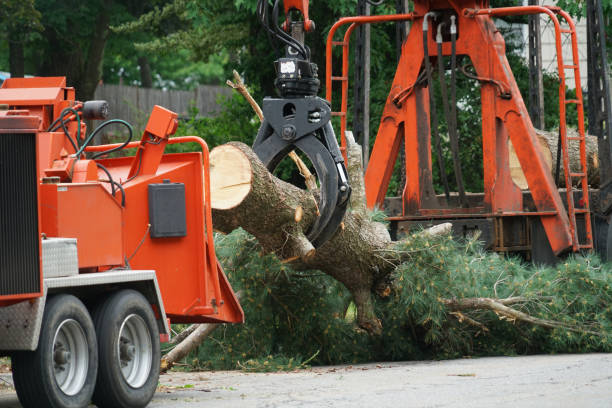 Best Lawn Maintenance Plans  in Buckhorn, CA
