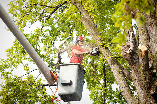 Best Tree and Shrub Care  in Buckhorn, CA