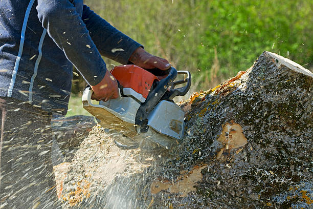 Best Tree Cabling and Bracing  in Buckhorn, CA