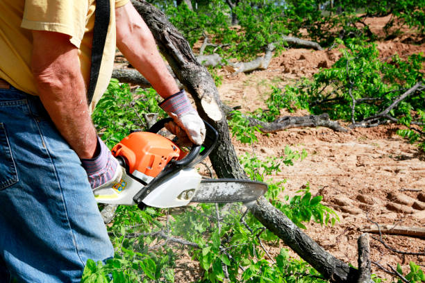 Best Tree Disease Treatment  in Buckhorn, CA